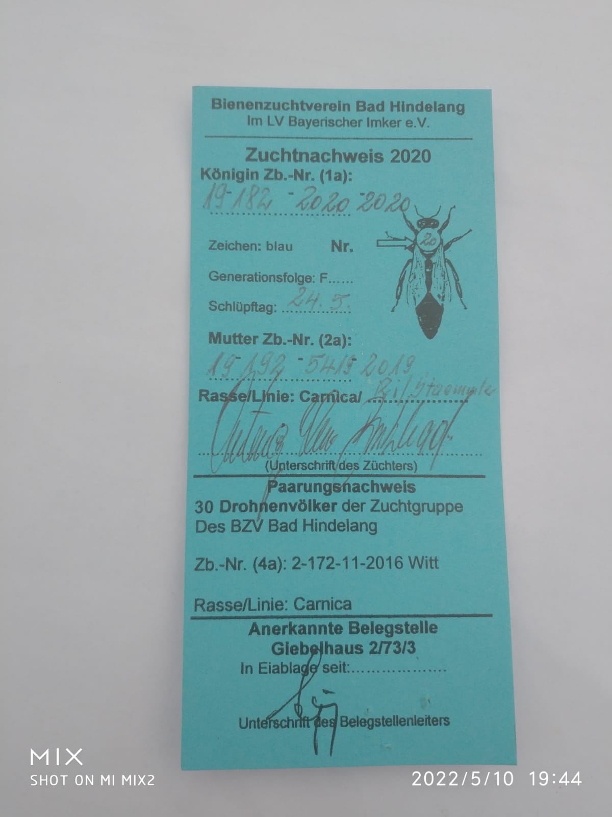 Aktuelle Zuchtkönigin